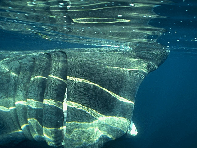 Feeding basking shark