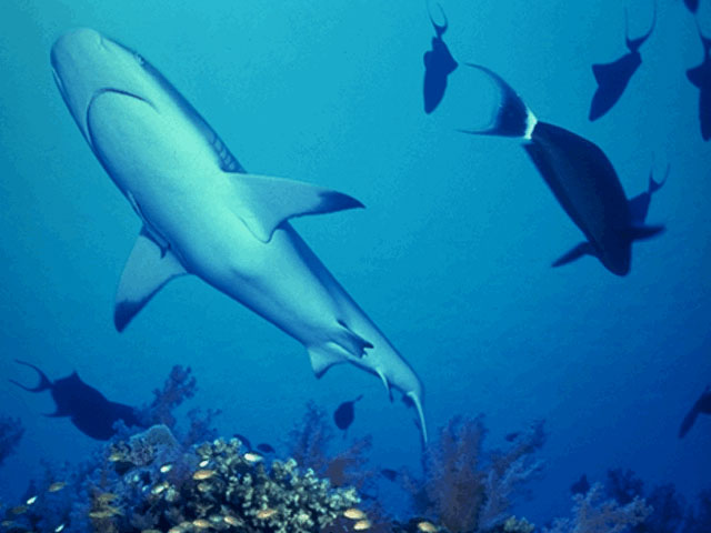 Grey reef shark in the Red Sea