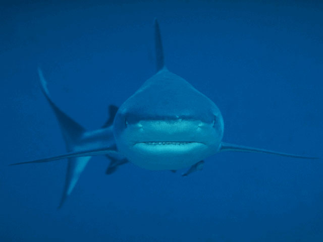 Approaching grey reef shark