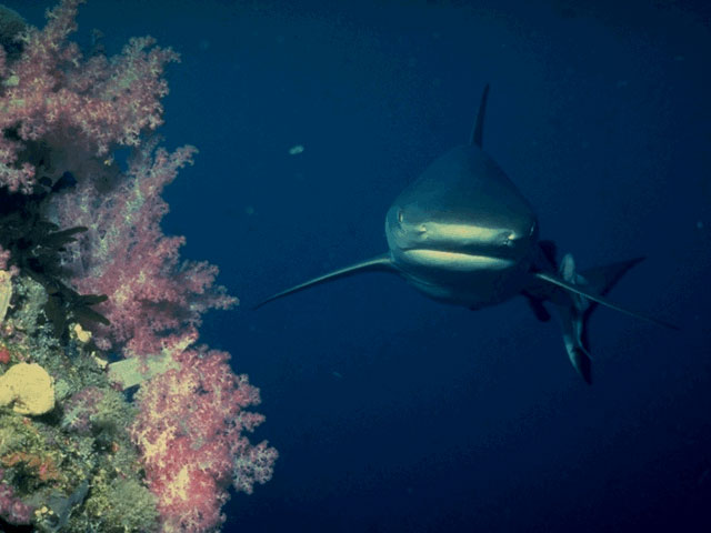 Grey reef shark in the Red Sea