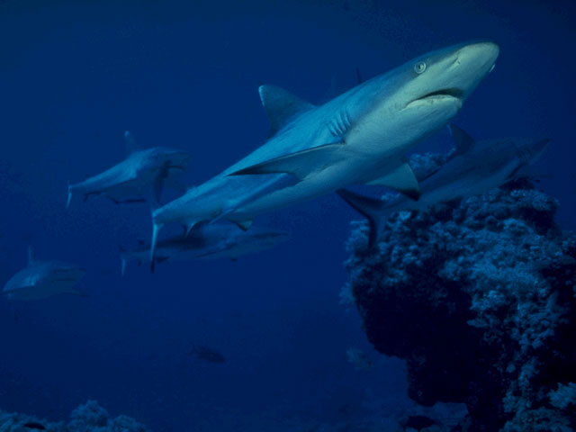 Grey reef shark in the Red Sea