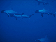 Hammerhead, Red Sea