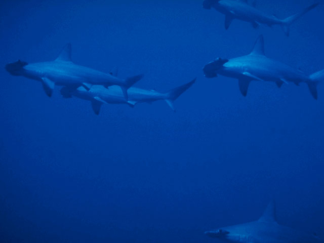 Hammerhead, Red Sea