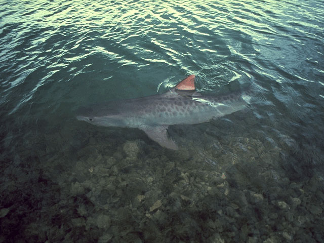 Tiger shark