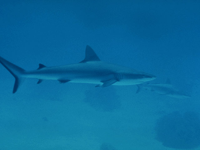 Tropical blacktip shark