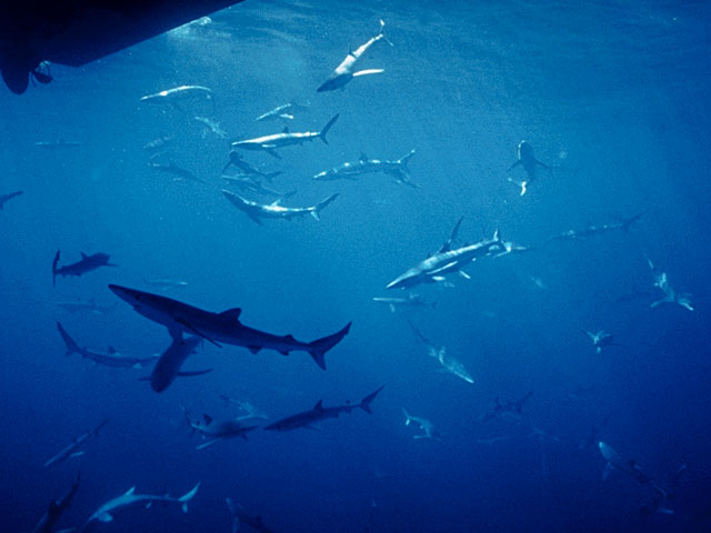 Group of surfacing blue sharks