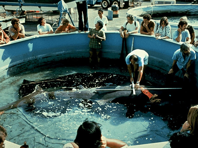 Megamouth shark being measured