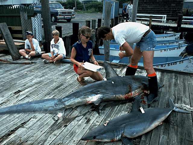 Fisherman catch a common thresher