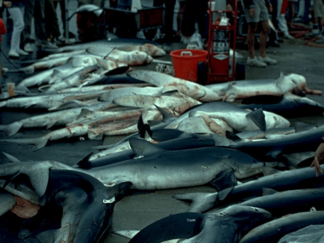 Fisherman catch sharks