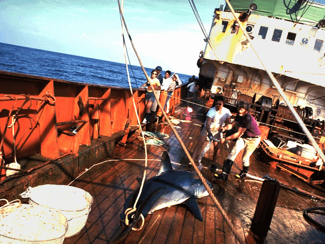 Shark on deck of research vessel