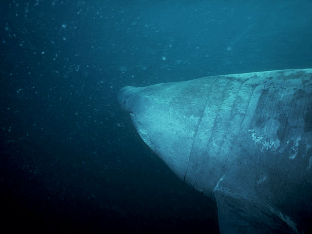 Basking Shark