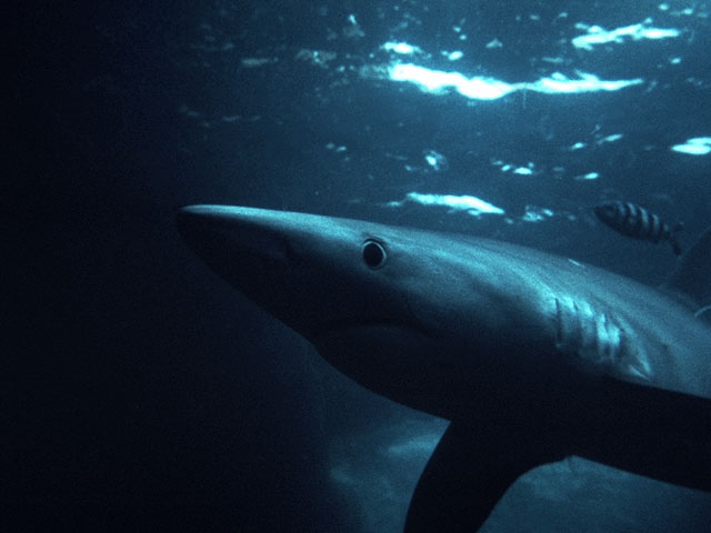 Blue shark