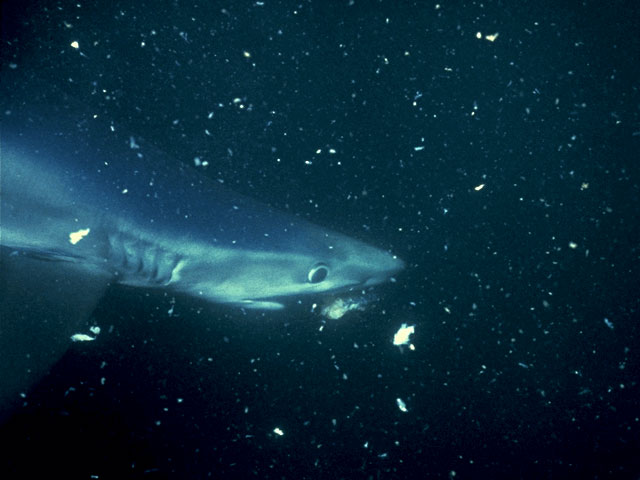 Feeding blue shark