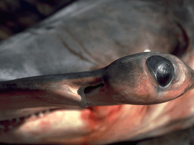 Hammerhead eye