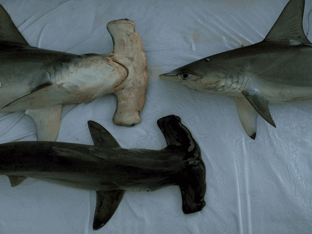 Hammerheads on deck of research vessel