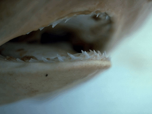 Atlantic sharp nose shark head