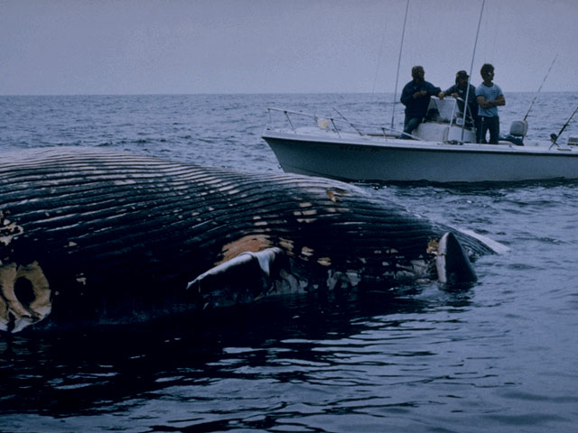 White shark feeding on dead whale