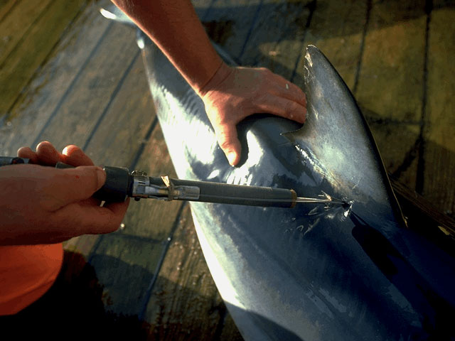 Tagging shark on research vessel