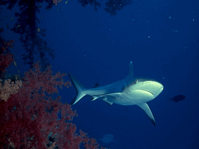 Grey reef shark in the Red Sea