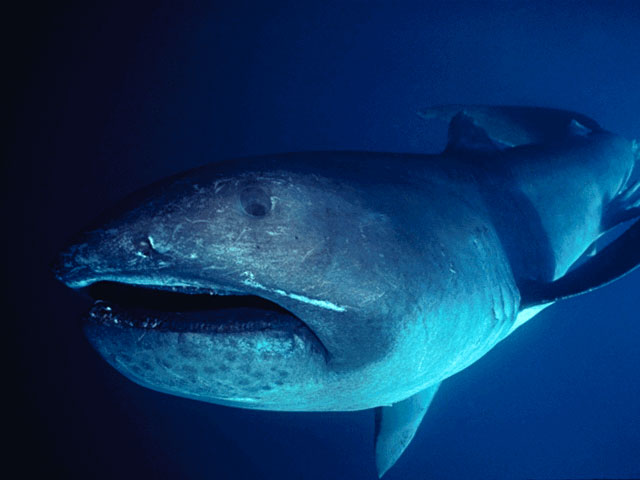 Megamouth Shark