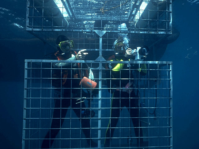 Divers in shark cage, So. Australia