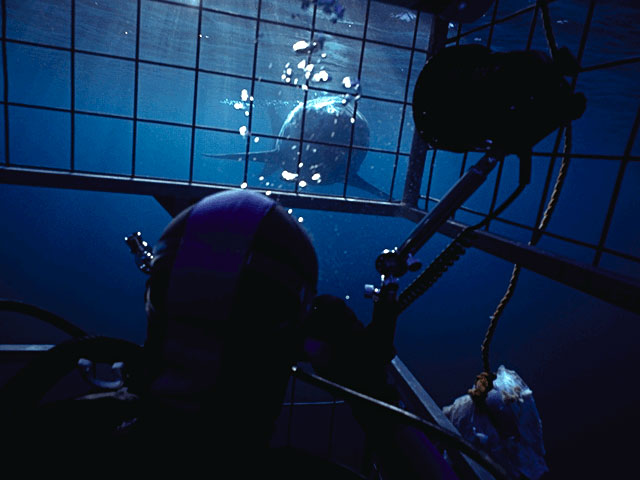 White shark peers into shark cage