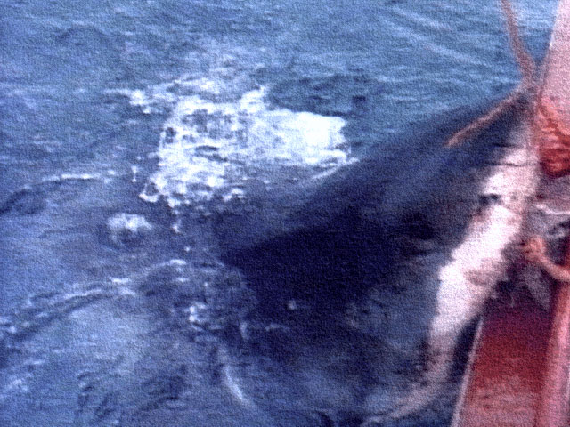 White shark attacks bait