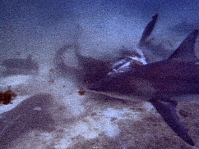 Sharks engaged in a feeding frenzy