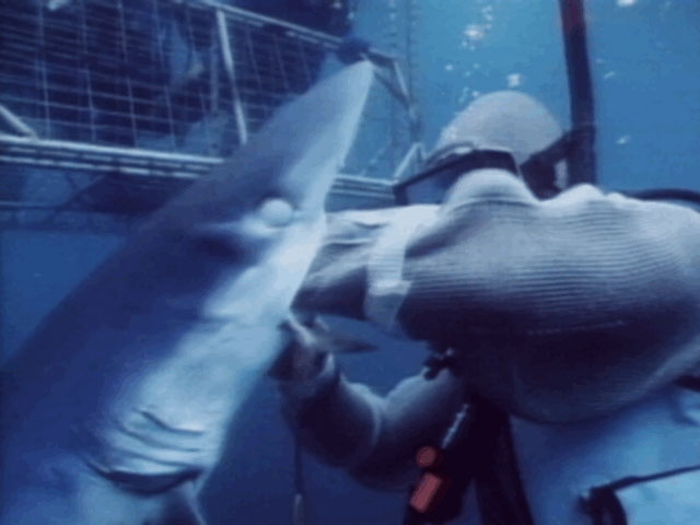 Blue attacks diver in neptune suit