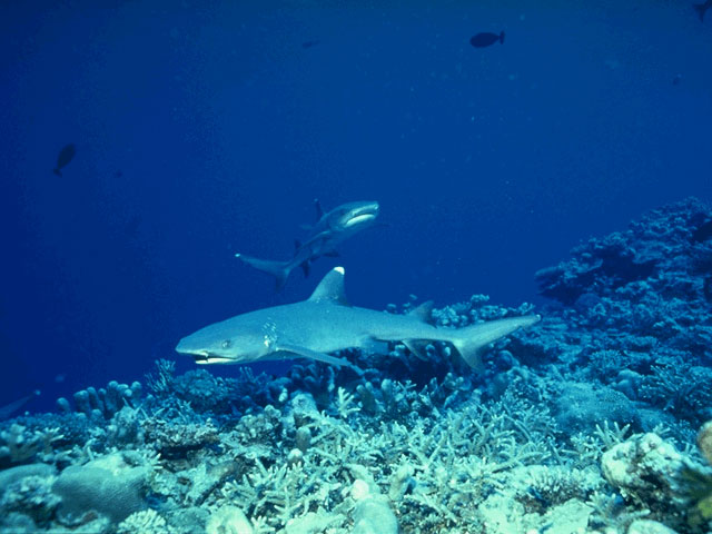 Reef shark