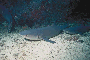 Shadows in the sea - Sharks!