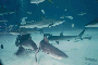 Shadows in the sea - Sharks!