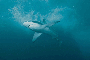 Shadows in the sea - Sharks!