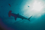 Shadows in the sea - Sharks!