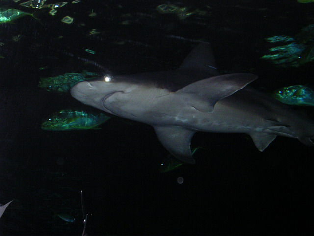 Sharks in Chicago, IL (Shedd Aquarium)