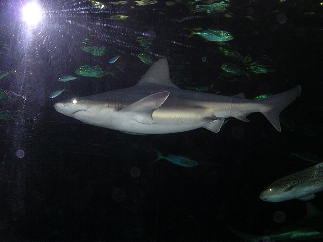 Sharks in Chicago, IL (Shedd Aquarium)